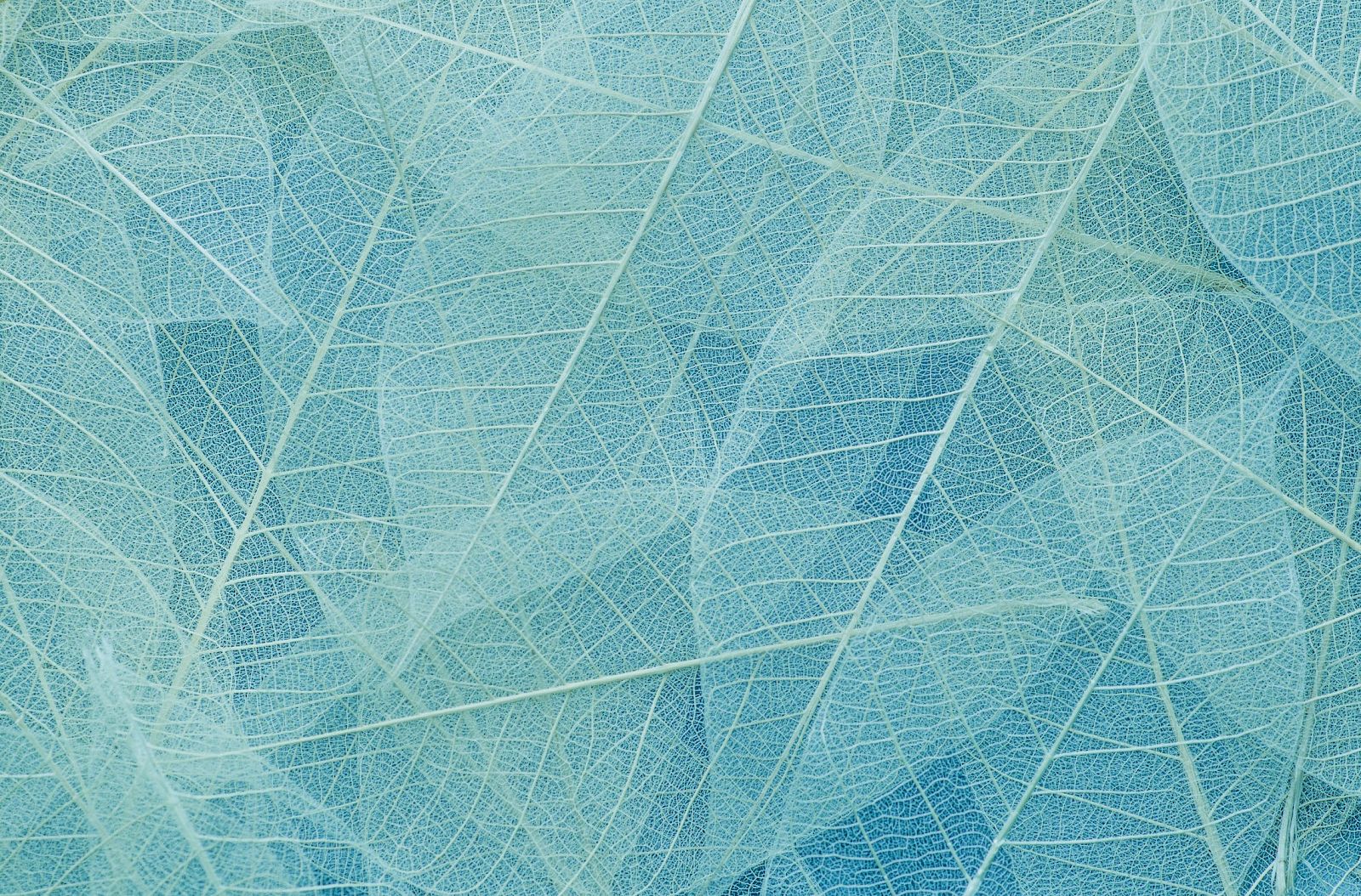 The image shows a close-up of translucent, overlapping leaves with intricate vein patterns in shades of blue and teal.